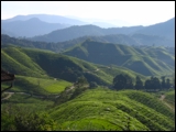 Afbeelding: Cameron Highlands - Zicht op BOH thee plantage.